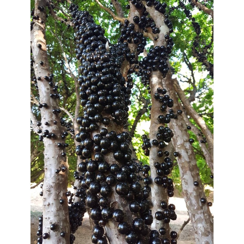 Brazilian Grapetree, Jabuticaba Seeds | Seeds Shop Store