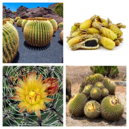 Mexico Barrel Cactus - Ferocactus Schwarzii Seeds | Seeds Shop Store