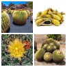 Mexico Barrel Cactus - Ferocactus Schwarzii Seeds | Seeds Shop Store
