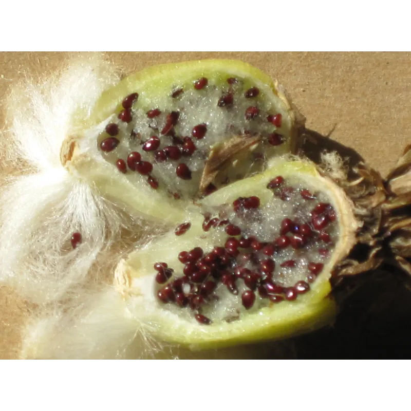 Mexico Barrel Cactus - Ferocactus Schwarzii Seeds | Seeds Shop Store