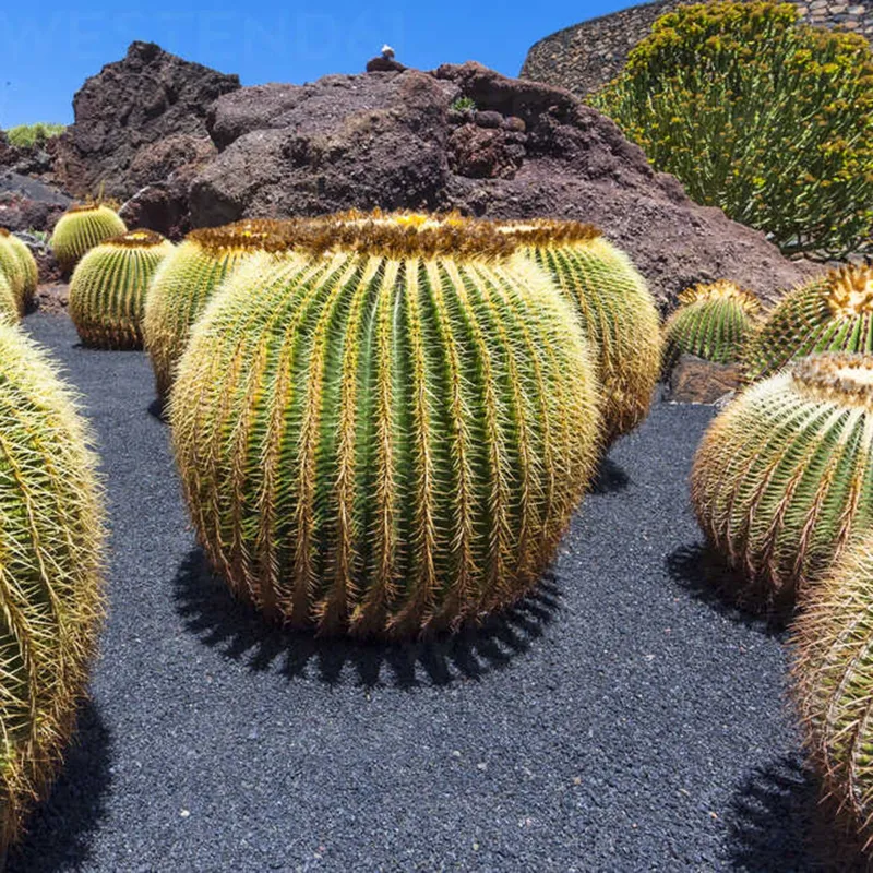 Mexico Barrel Cactus - Ferocactus Schwarzii Seeds | Seeds Shop Store