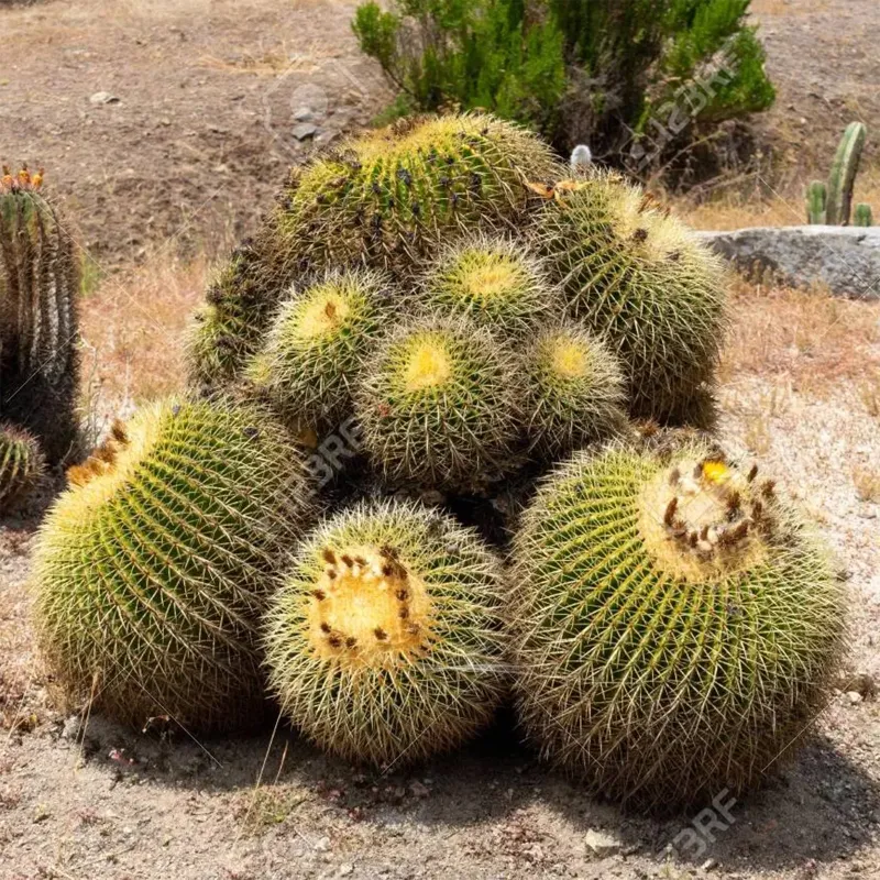 Mexico Barrel Cactus - Ferocactus Schwarzii Seeds | Seeds Shop Store