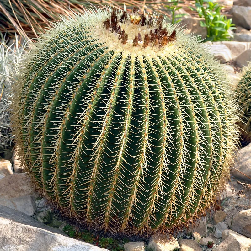 Mexico Barrel Cactus - Ferocactus Schwarzii Seeds | Seeds Shop Store