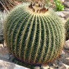 Mexico Barrel Cactus - Ferocactus Schwarzii Seeds | Seeds Shop Store
