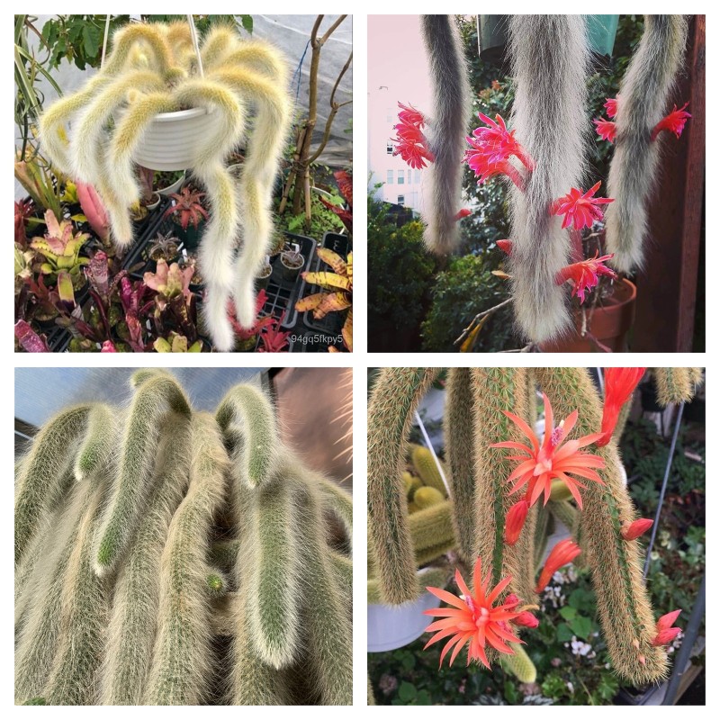 Monkey Tail Cactus Seeds | Seeds Shop Store