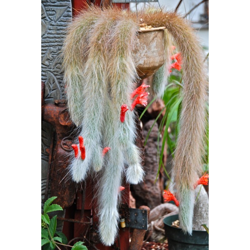 Monkey Tail Cactus Seeds | Seeds Shop Store