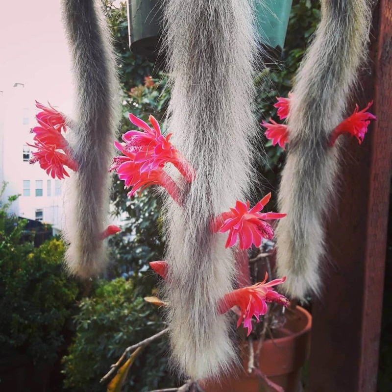 Monkey Tail Cactus Seeds | Seeds Shop Store