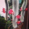 Monkey Tail Cactus Seeds | Seeds Shop Store