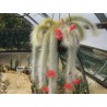Monkey Tail Cactus Seeds | Seeds Shop Store