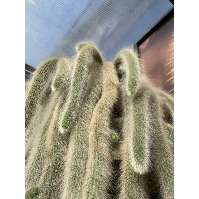 Monkey Tail Cactus Seeds | Seeds Shop Store