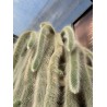 Monkey Tail Cactus Seeds | Seeds Shop Store