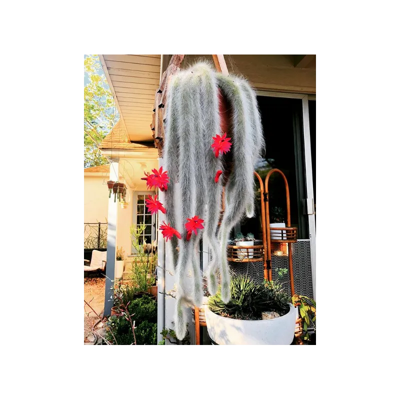 Monkey Tail Cactus Seeds | Seeds Shop Store