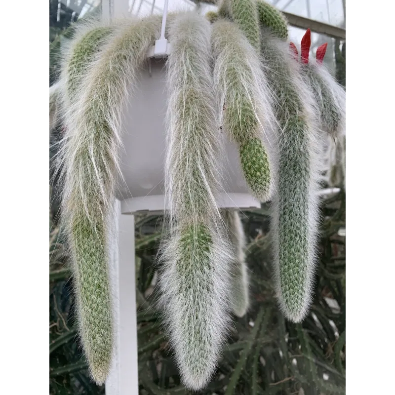 Monkey Tail Cactus Seeds | Seeds Shop Store