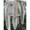 Monkey Tail Cactus Seeds | Seeds Shop Store