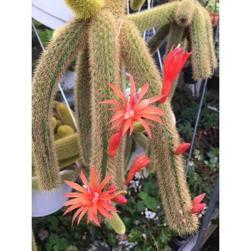 Monkey Tail Cactus Seeds | Seeds Shop Store
