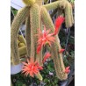 Monkey Tail Cactus Seeds | Seeds Shop Store
