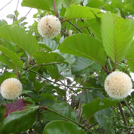 Sementes de Ndea (Nauclea xanthoxylon) | Seeds Shop Store