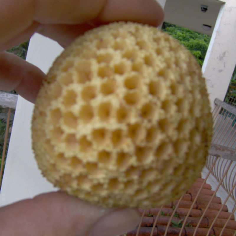 Sementes de Ndea (Nauclea xanthoxylon) | Seeds Shop Store