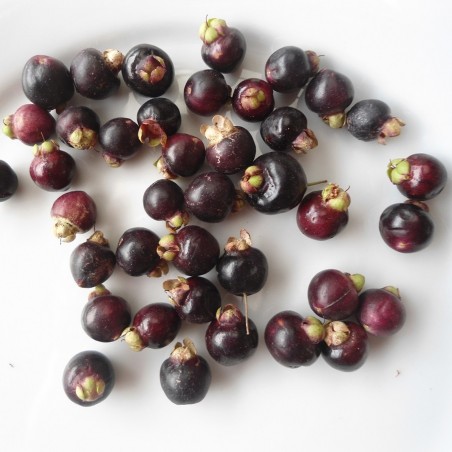 Arrayan - Chilean Myrtle Seeds (Luma apiculata) | Seeds Shop Store