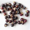 Arrayan - Chilean Myrtle Seeds (Luma apiculata) | Seeds Shop Store