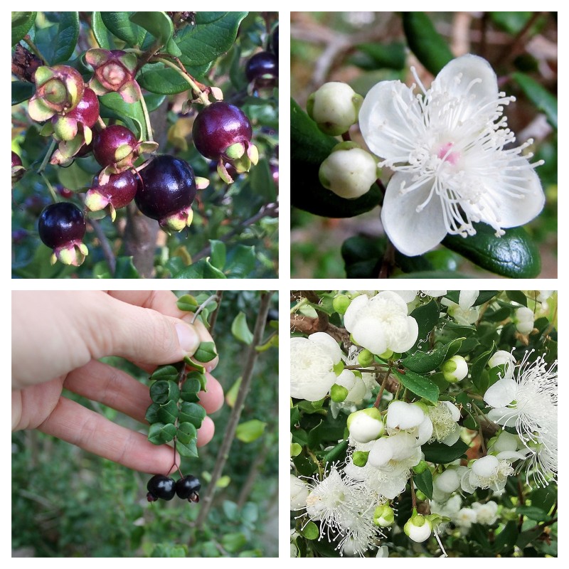 Arrayan - Chilean Myrtle Seeds (Luma apiculata) | Seeds Shop Store