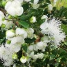 Arrayan - Chilean Myrtle Seeds (Luma apiculata) | Seeds Shop Store