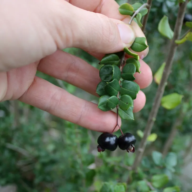 Arrayan - Chilean Myrtle Seeds (Luma apiculata) | Seeds Shop Store