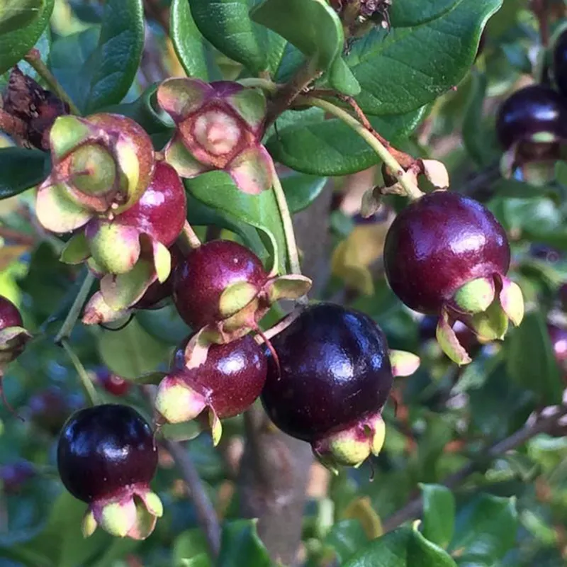 Arrayan - Chilean Myrtle Seeds (Luma apiculata) | Seeds Shop Store