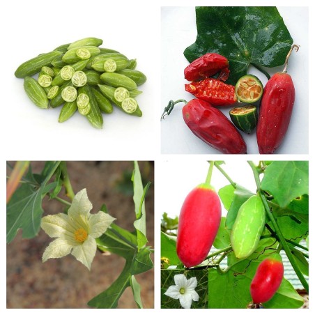 Sementes de Coccinia sessilifolia (planta alpinista) | Seeds Shop Store