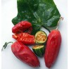 Coccinia sessilifolia Seeds | Seeds Shop Store