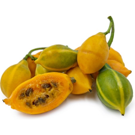 Tölgylevelű papaya magok (Carica quercifolia) | Seeds Shop Store