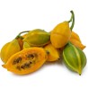 Semințe de papaya cu frunze de stejar (Carica quercifolia) | Seeds Shop Store