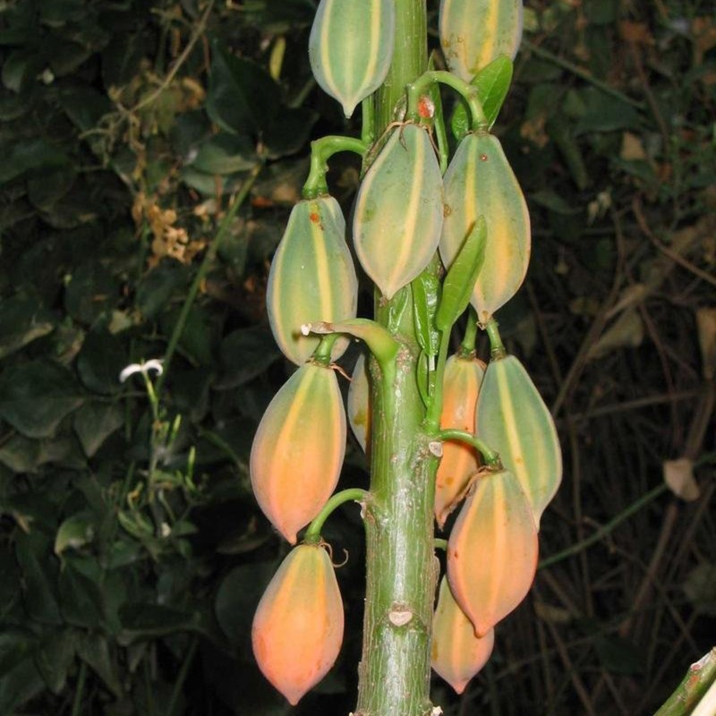 Ekbladiga papayafrön (Carica quercifolia) | Seeds Shop Store