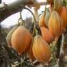 Semințe de papaya cu frunze de stejar (Carica quercifolia) | Seeds Shop Store