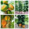 Sementes de mamão anão - orvalho de mel (Carica papaya) | Seeds Shop Store