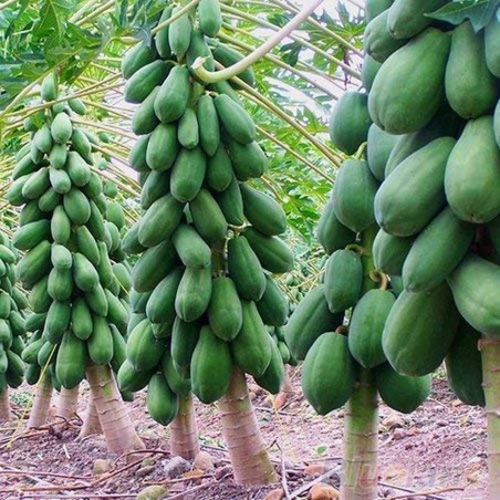 Sementes de mamão anão - orvalho de mel (Carica papaya) | Seeds Shop Store