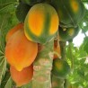 Sementes de mamão anão - orvalho de mel (Carica papaya) | Seeds Shop Store