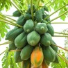 Sementes de mamão anão - orvalho de mel (Carica papaya) | Seeds Shop Store