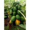 Samen der Zwergpapaya - Honigtau (Carica papaya) | Seeds Shop Store