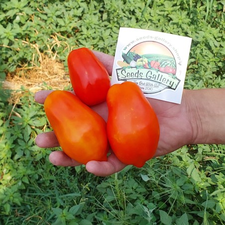 Sementes de tomate Scatalone | Seeds Shop Store