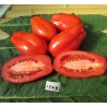 Scatalone Tomato Seeds | Seeds Shop Store