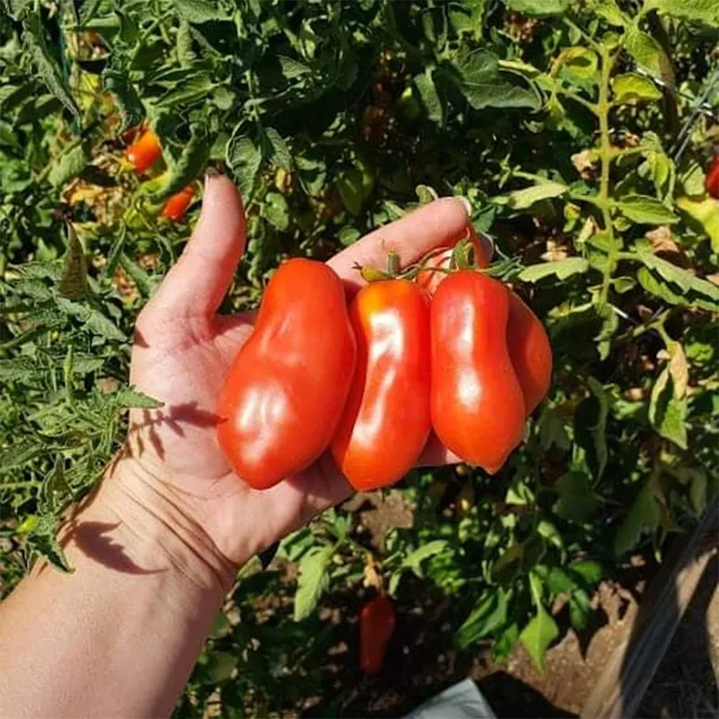 Sementes de tomate Scatalone | Seeds Shop Store