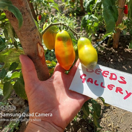 Sementes de tomate Scatalone | Seeds Shop Store