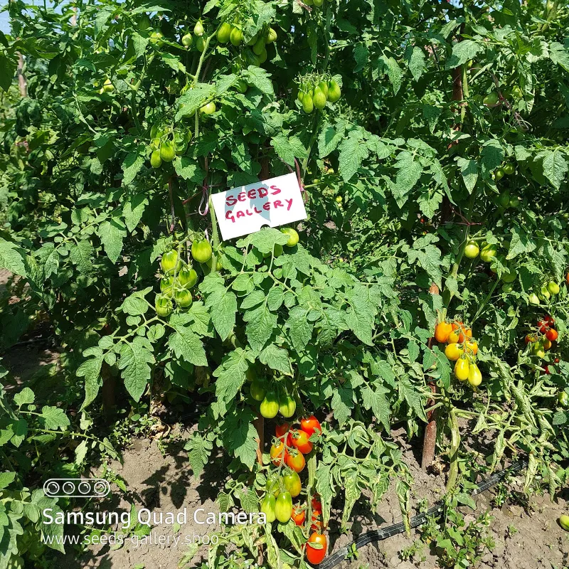 Scatalone Tomato Seeds | Seeds Shop Store