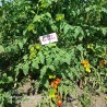 Sementes de tomate Scatalone | Seeds Shop Store