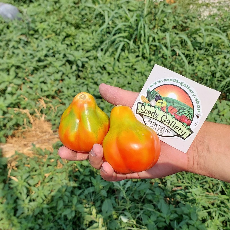 Tomat frön King tryffel | Seeds Shop Store