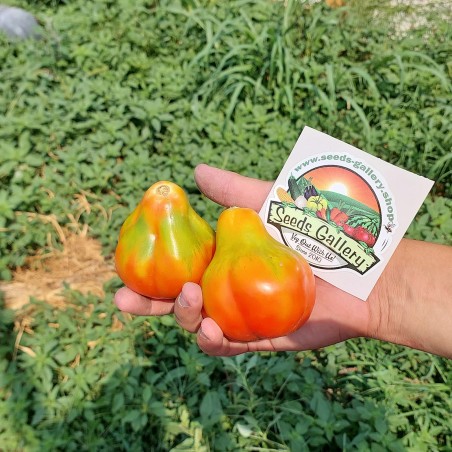 Tomat frön King tryffel | Seeds Shop Store