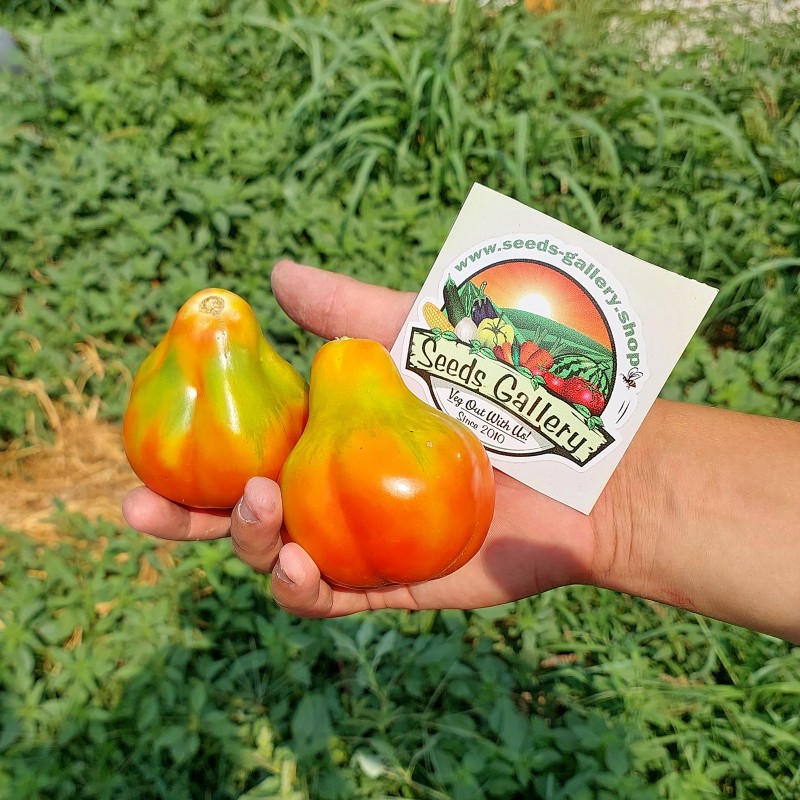 Tomat frön King tryffel | Seeds Shop Store