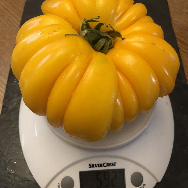 American Ribbed Yellow Tomato Seeds | Seeds Shop Store