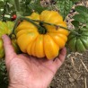 Sementes de tomate amarelo com nervuras americanas | Seeds Shop Store
